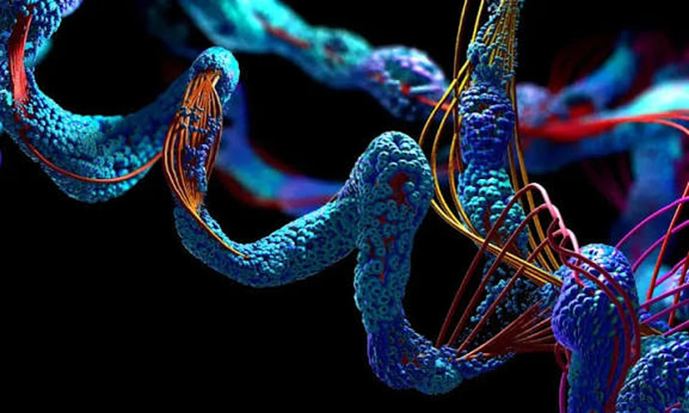 Individual Peptide Roles Help Define ghk cu vs glow stack Research